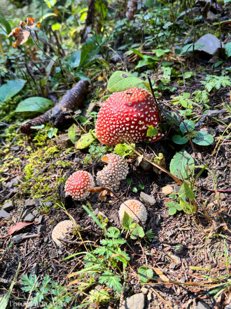 Randonnée Sentier nature, plateau de Barme, Champéry, Valais