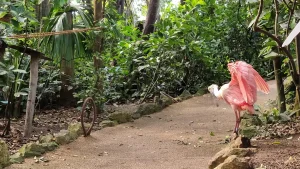 Papiliorama