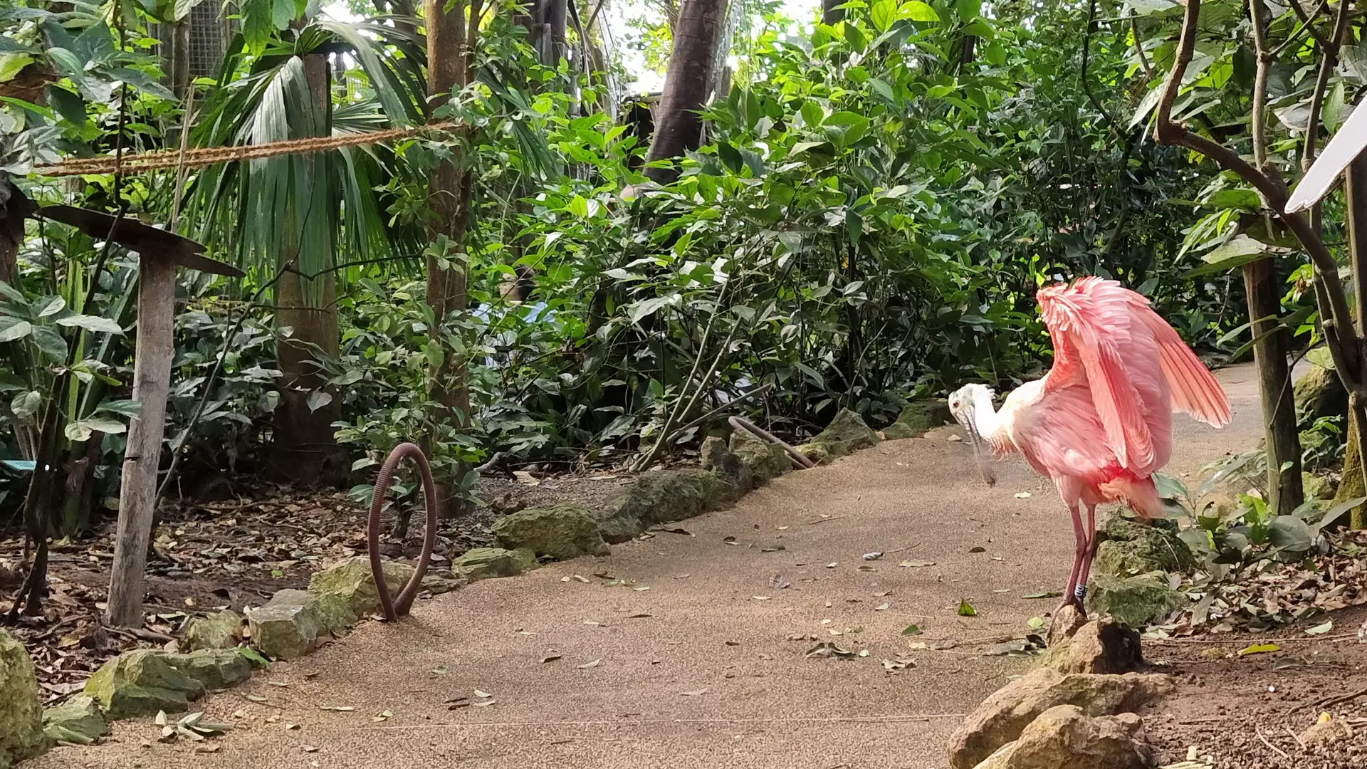 Papiliorama